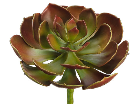 6.5" Echeveria Plant  Rust Green (pack of 6)