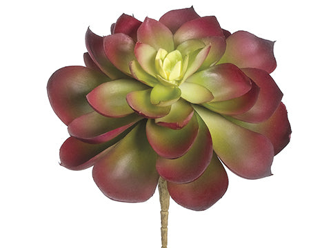 5.5"Hx4.75"D Soft Plastic Echeveria Pick Burgundy (pack of 12)