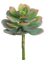 8"Dx10"L Echeveria Spray  Green Pink (pack of 6)