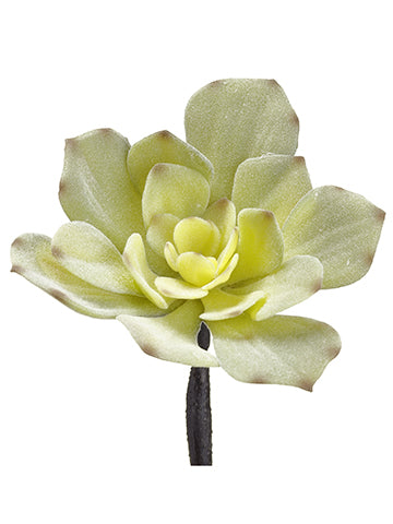 6" Echeveria Pick  Green Frosted (pack of 12)