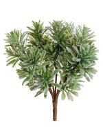 7" Jade Plant  Light Green (pack of 24)