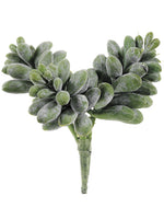 6" Sedum Pick  Green (pack of 12)