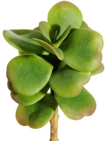 7" Kalanchoe Pick  Green (pack of 36)