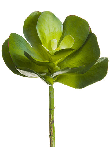 10.5"Dx14"L Kalanchoe Spray  Green Gray (pack of 6)