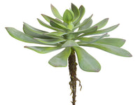 11"Hx11"D Aeonium Pick  Green Gray (pack of 6)
