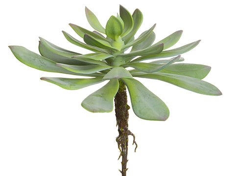 11"Hx11"D Aeonium Pick  Green Gray (pack of 6)