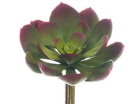 Green Burgundy