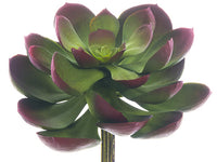 Green Burgundy