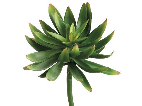 6.6" Agave Pick  Green (pack of 12)