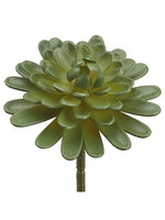 5" Floret Aeonium  Green (pack of 12)