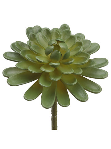 5" Floret Aeonium  Green (pack of 12)