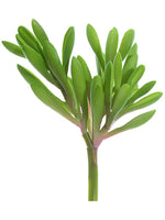 6" Soft Aeonium Pick  Green (pack of 36)