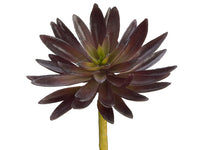 7.5" Agave Pick  Rust (pack of 12)