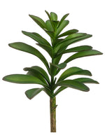 8" Aeonium Pick  Green (pack of 24)