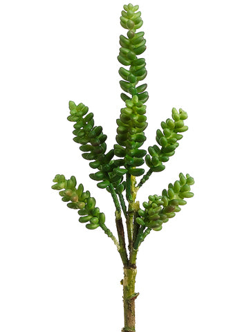 12" Donkey Tail Pick  Green (pack of 24)
