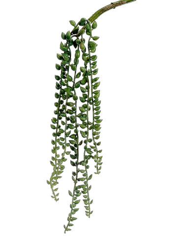 16" Senecio Vine  Green (pack of 12)