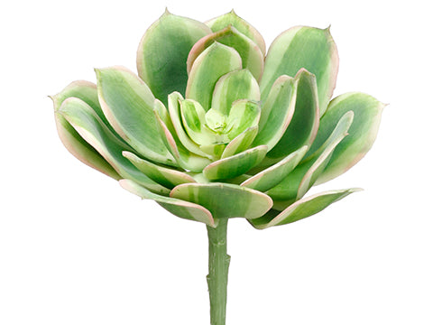 5"Hx6"D Soft Plastic Echeveria Pick Green Pink (pack of 12)