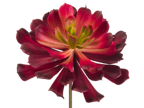 4" Aeonium Pick with 1 Leaf  Red Burgundy (pack of 36)