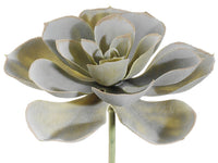 4" Echeveria Pick  Green Gray (pack of 36)