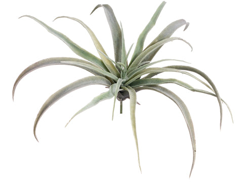 9" Tillandsia  Green (pack of 24)