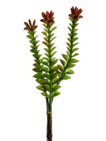 8" Crassula Pick  Green Burgundy (pack of 24)