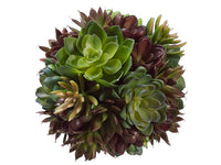 6" Succulent Ball  Green Burgundy (pack of 6)