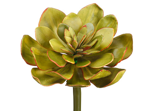 7" Succulent  Green (pack of 12)