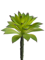 6" Mini Agave  Green (pack of 24)