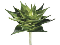 8" Agave Plant  Two Tone Green (pack of 6)
