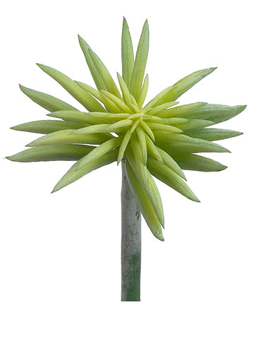 6" Starburst Succulent Pick  Green Gray (pack of 12)