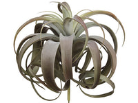 12" Tillandsia Pick With 24 Leaves Green Burgundy (pack of 4)