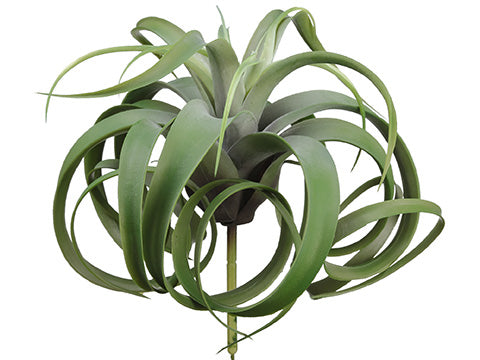 12" Tillandsia Pick With 21 Leaves Green Gray (pack of 4)