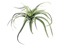 13" Large Tillandsia Cactus  Green (pack of 12)