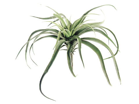 13" Large Tillandsia Cactus  Green (pack of 12)