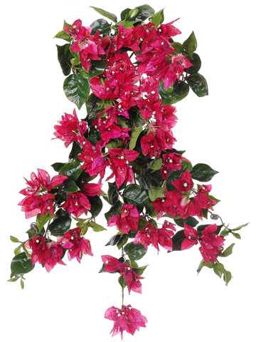 25" Bougainvillea Hanging Bush x11 Crimson Red (pack of 6)