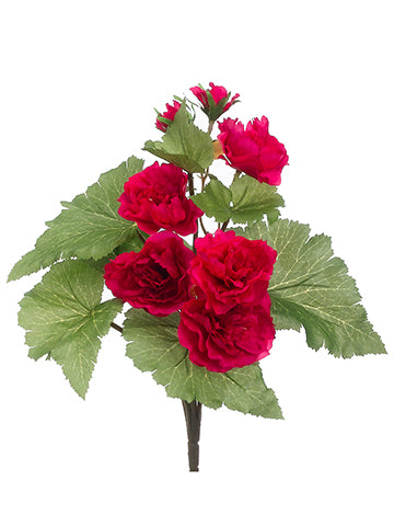 13" Begonia Bush  Cerise (pack of 12)