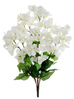 24" Bougainvillea Bush X 7  Cream White (pack of 12)