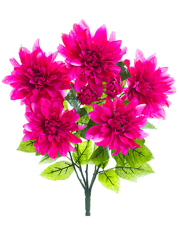 22" Dahlia Bush x7  Beauty (pack of 12)