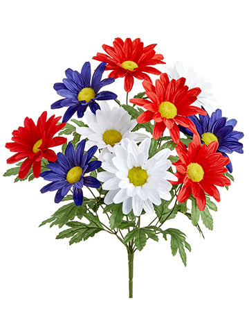 19" Shasta Daisy Bush x10  Red Blue (pack of 12)