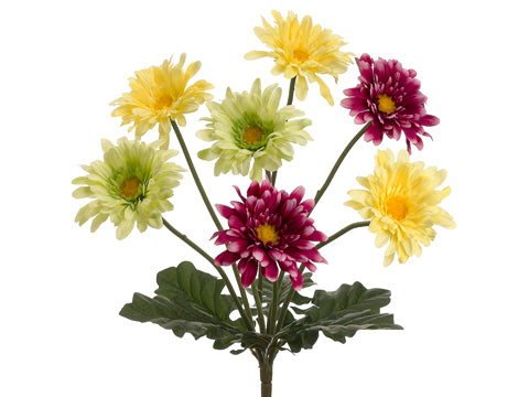 19" Garden Gerber Daisy Bush x7 Yellow Green (pack of 12)