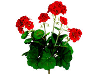 16" Geranium Bush  Red (pack of 12)