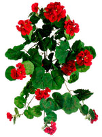 23" Geranium Hanging Bush  Red (pack of 6)