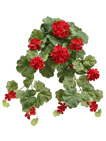 14" Geranium Hanging Bush x6  Red (pack of 6)