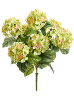 Green Pink