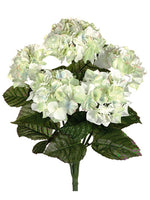 Cream Green