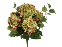 22" Hydrangea Bush x5  Green Beauty (pack of 6)