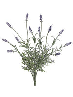 Dark Lavener