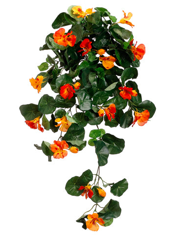 30" Nasturtium Hanging Bush x9  Orange (pack of 12)
