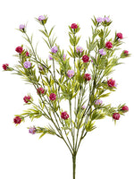 Lavender Rubrum