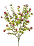Lavender Rubrum